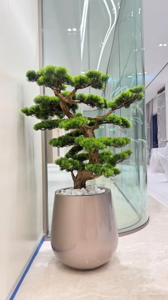 Japanes Pine Bonsai